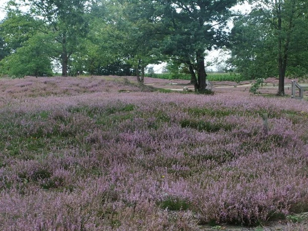 Hügelgräberheide Behringen
