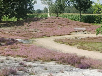 Rundweg in der Hügelgräberheide
