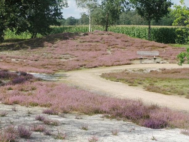 Rundweg in der Hügelgräberheide