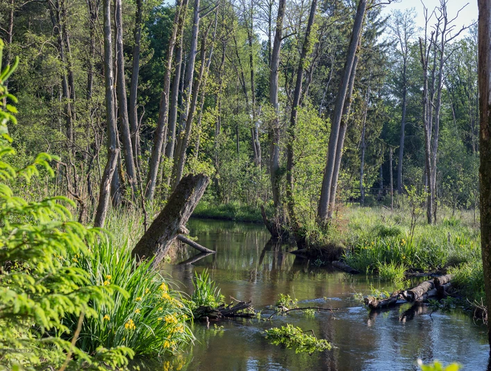 im Örtzetal ©W.Dürre