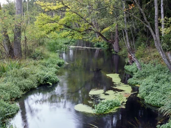 Die Örtze ©W.Dürre