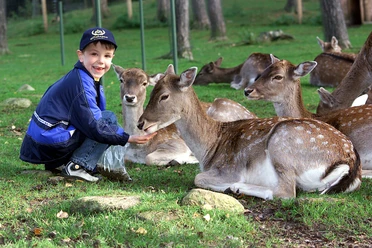Fütterung Damwild im Wildpark Lüneburger Heide Damwild im Wildpark Lüneburger Heide