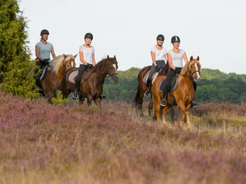 Reiter- und Ferienhof Cohrs Heideritt Heideritt des Reiter- und Ferienhof Cohrs in Bispingen