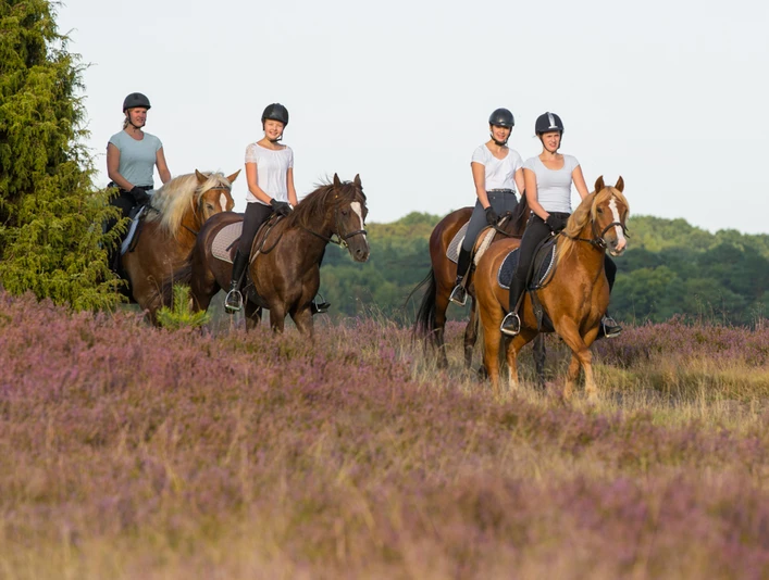 Reiter- und Ferienhof Cohrs Heideritt Heideritt des Reiter- und Ferienhof Cohrs in BispingenHeideritt of the riding and vacation farm Cohrs in BispingenHeideritt fra ride- og feriegården Cohrs i BispingenHeideritt van de manege en vakantieboerderij Cohrs in Bispingen
