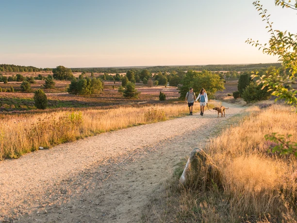 Aufstieg zum Wilseder Berg Heidschnuckenweg in Richtung Wilseder Berg