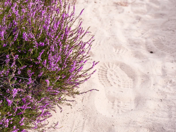 Wandern in der Lüneburger Heide - Natur pur! Wandern in der Lüneburger Heide - Natur pur!