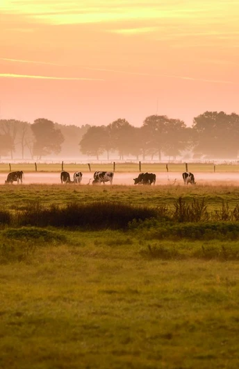 Kühe im Sonnenuntergang an der Aller Viele Weiden reichen bis zum Fluss Aller