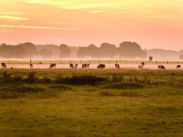 Kühe im Sonnenuntergang an der Aller Viele Weiden reichen bis zum Fluss Aller