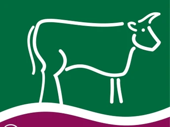 Piktogramm zum Wandergebiet "Kühe in Halbtrauer"