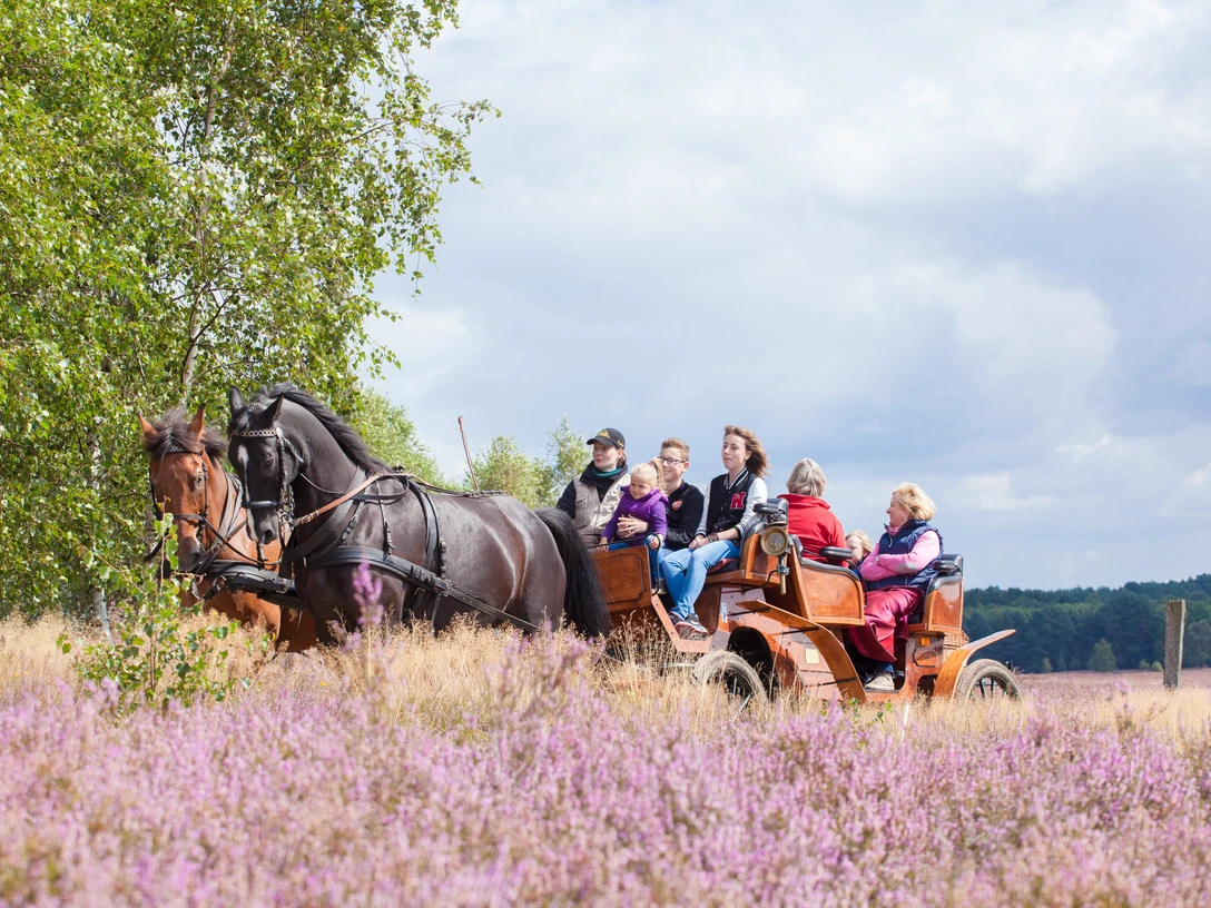 Mit der Kutsche durch die Heide