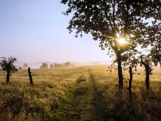 Im Heidegebiet Suhorn bei Niederhaverbeck in der Lüneburger Heide