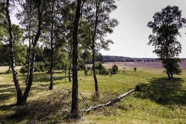 Oberoher Heide bei Müden (Örtze) Oberoher Heide bei Müden (Örtze)