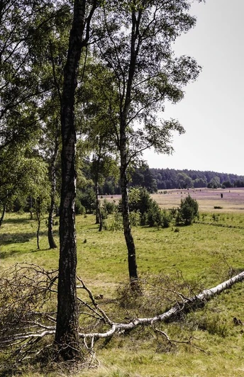 Oberoher Heide bei Müden (Örtze) Oberoher Heide bei Müden (Örtze)