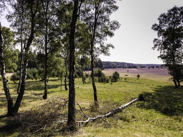 Oberoher Heide bei Müden (Örtze) Oberoher Heide bei Müden (Örtze)