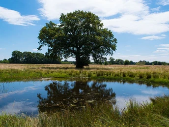 W4-Alleridylle W4- DIe Alleridylle bei Wienhausen
