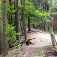 W5-Waldstück Wanderweg 5 - Waldstück bei Sandlingen