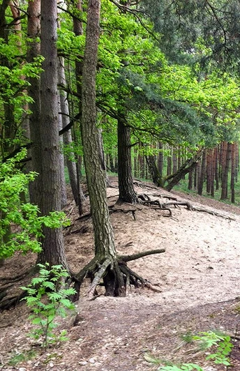 W5-Waldstück Wanderweg 5 - Waldstück bei Sandlingen