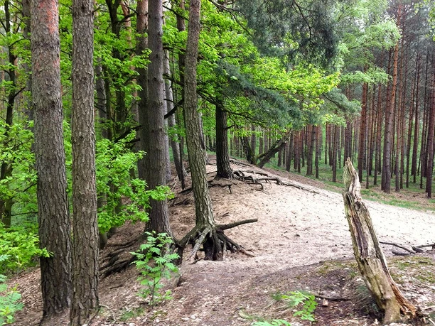 W5-Waldstück Wanderweg 5 - Waldstück bei Sandlingen