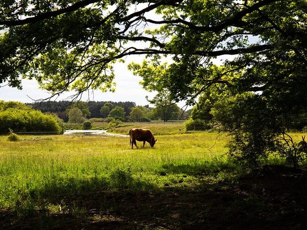 W4 an der Osterloher Wehranlage