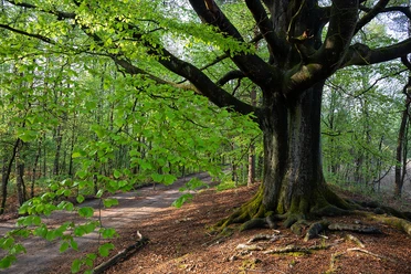 Baumriese an den Wildecker Teichen