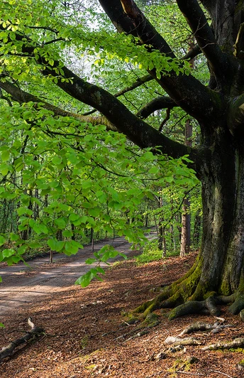 Baumriese an den Wildecker Teichen