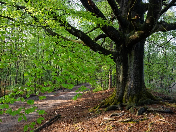Baumriese an den Wildecker Teichen