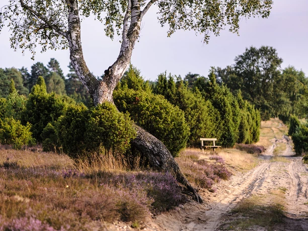 Wachholderwald Schmarbeck Faßberg Wanderweg