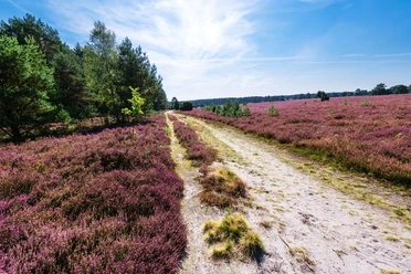 Wanderweg durch die Heide am Hausselberg Hausselberg, Mueden, Naturpark Südheide