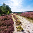 Wanderweg durch die Heide am Hausselberg Hausselberg, Mueden, Naturpark Südheide