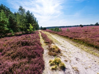 Wanderweg durch die Heide am Hausselberg Hausselberg, Mueden, Naturpark Südheide