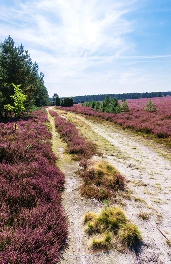 Wanderweg durch die Heide am Hausselberg Hausselberg, Mueden, Naturpark Südheide