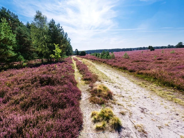 Wanderweg durch die Heide am Hausselberg Hausselberg, Mueden, Naturpark Südheide