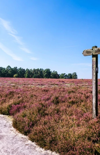 Wegweiser am Hausselberg hausselberg, mueden, naturpark suedheide