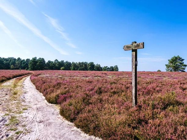 Wegweiser am Hausselberg hausselberg, mueden, naturpark suedheide