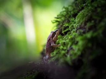 Frosch an der Lutter Frosch an der Lutter