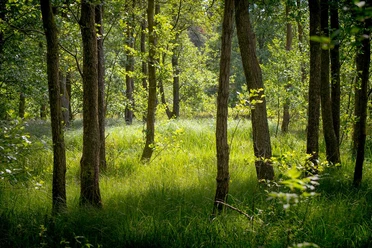 Waldgebiet in der Südheide Waldgebiet in der Südheide