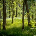 Waldgebiet in der Südheide Waldgebiet in der Südheide