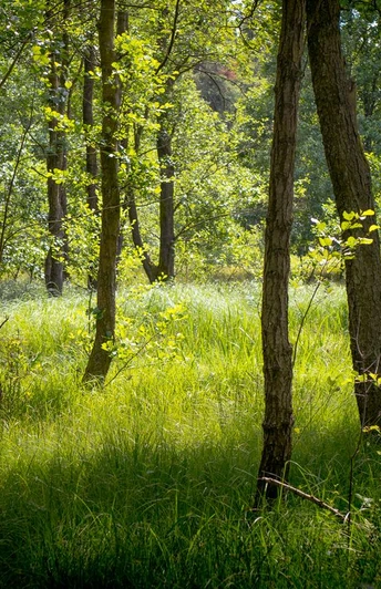 Waldgebiet in der Südheide Waldgebiet in der Südheide