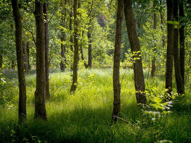 Waldgebiet in der Südheide Waldgebiet in der Südheide
