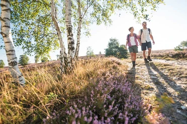 Heidschnuckenweg, der schönste Wanderweg Deutschlands Wandern auf dem Heidschnuckenweg durch die Lüneburger Heide