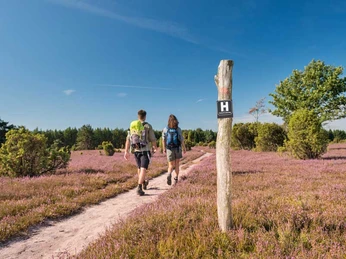 Den Heidschnuckenweg wandern auf mehreren Etappen Wanderung auf dem Heidschnuckenweg durch NiedersachsenHike on the Heidschnucken Trail through Lower SaxonyVandring på Heidschnucken-stien gennem NiedersachsenWandeling over de Heidschnucken Trail door Nedersaksen