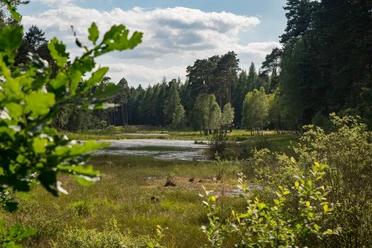 Wiesen am Waldrand Wiesen am Waldrand