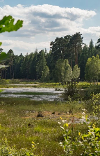 Wiesen am Waldrand Wiesen am Waldrand