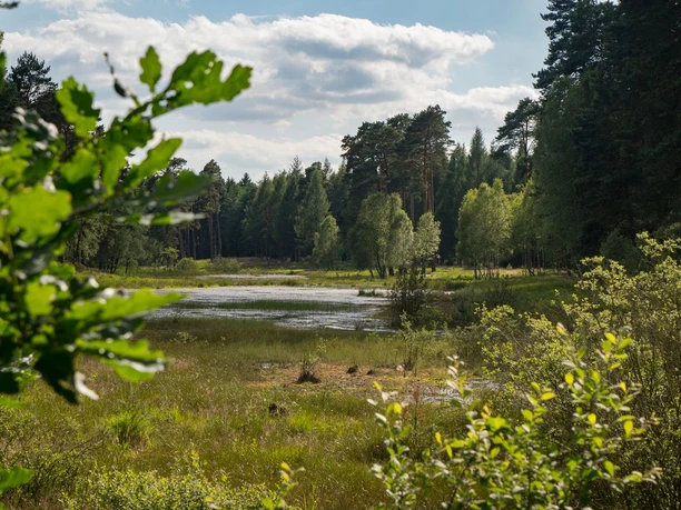 Wiesen am Waldrand Wiesen am Waldrand