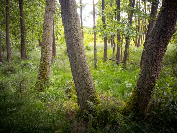 Im Wald Im Wald Suedheide