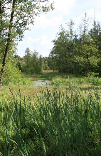 Idyllische Bachaue Idyllische Bachaue Naturpark Südheide
