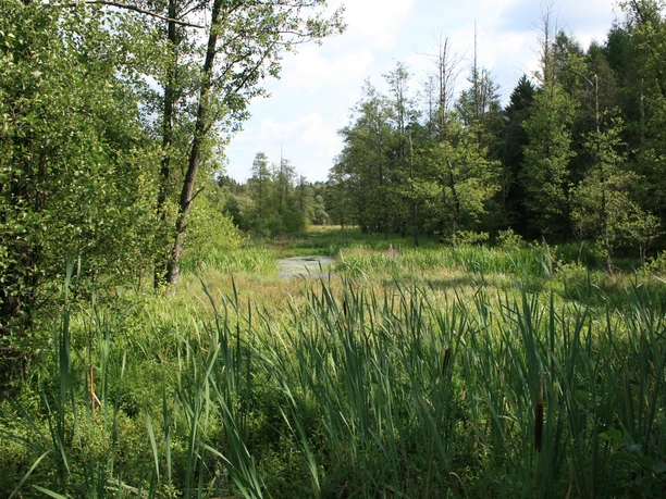 Idyllische Bachaue Idyllische Bachaue Naturpark Südheide
