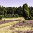 Naturerlebnispfad Südheide zur Heideblüte Naturerlebnispfad Südheide zur HeideblüteSouth Heath nature trail for the heather blossomSouth Heath natursti til lyngens blomstringSouth Heath natuurpad voor de heidebloesem