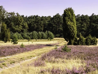 Naturerlebnispfad Südheide zur Heideblüte Naturerlebnispfad Südheide zur Heideblüte