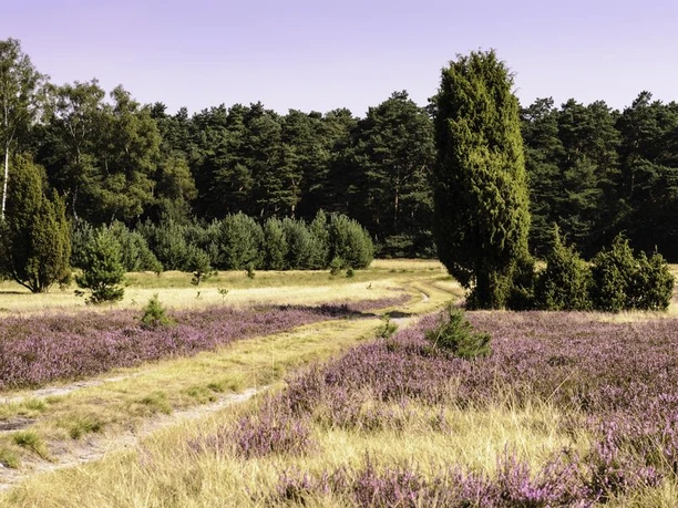 Naturerlebnispfad Südheide zur Heideblüte Naturerlebnispfad Südheide zur Heideblüte